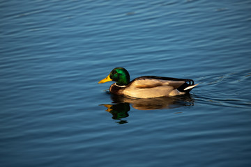 duck in the water