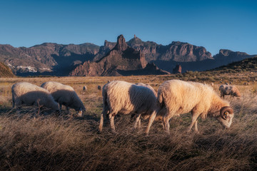 Gran Canaria Sheep fields  - obrazy, fototapety, plakaty