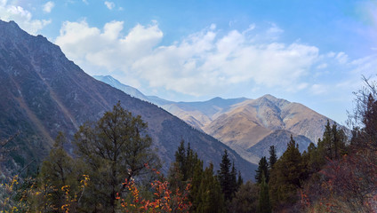 Obraz premium view of the mountains through the tops of trees on a clear day