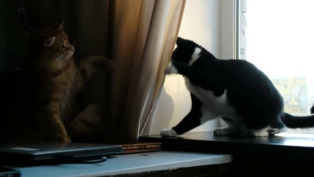 Cats fighting play at home. Black cat pesters ginger pet funny waving paws