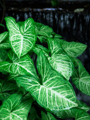 green caladium leaf in waterfall