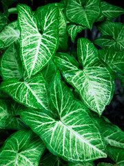 green caladium leaf in waterfall