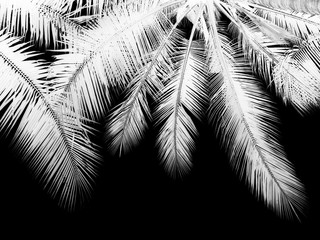 black and white palm leaf