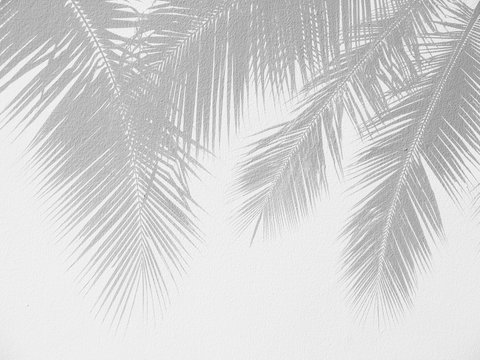 Palm Leaf Shadows On A White Wall