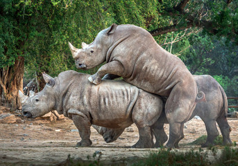 Obraz premium The family of white rhinos in the wild nature.