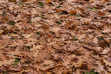 Autumn oak leaves background