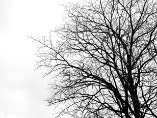Fototapeta na wymiar dry tree silhouette