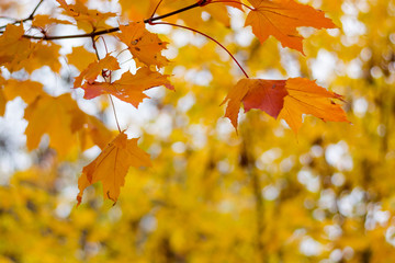 Branch with maple yellow-red leaves in fall