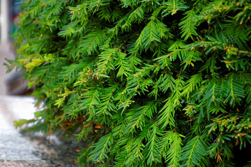 always green spruce and coniferous trees