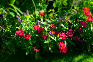 Red flowers