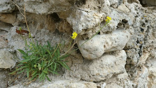 The plant Erysimum pusillum hayekii grows on an old stone wall.