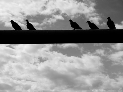 silhouette of pigeon sitting on steel structure black and white