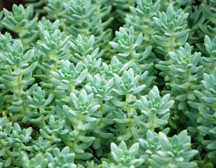 sedum treleasei succulent plant with pale blue green, thick and fleshy leaves, many plants growing in the garden, leaves occupy the whole picture 