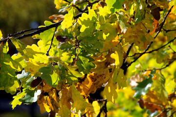 beautiful colors of autumn