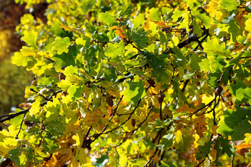 beautiful colors of autumn