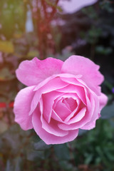 autumn roses in the garden at sunrise