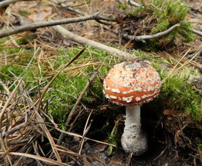 mushrooms in the forest
