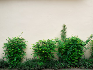 background texture from a white wall with parallel horizontal lines and green plant