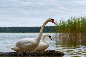 Swans came on shore. The swans on the lake. Water birds in natural conditions.