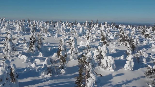 Aerial drone tilt-up shot of snow covered trees on a fell (mountain) in Levi, Lapland, Finland