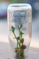 Seedlings in glass bottle