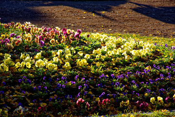 last autumn flowers