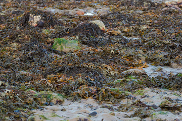 nature beach baltic sea with rocks strand an der ostsee bei boltenhagen in germany