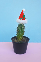 Blooming Cactus with santas hat with copy space, Christmas theme and New year concept.