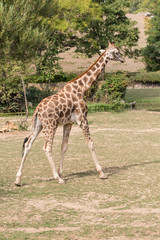 Giraffa camelopardalis - running outdoors in nature.