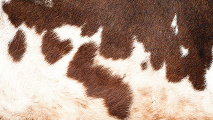 Cow's skin pattern and backgrounds 
