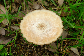 Mushroom in the grass