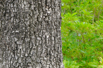 tree bark
