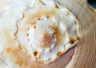 Sea Shell on Black Background