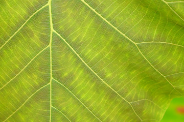 green leaf texture ( teak leaf )