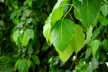 Bodhi or Peepal Leaf from the Bodhi tree with sunlight
