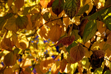 beautiful colors of autumn