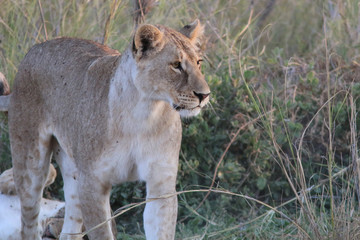 Young lioness