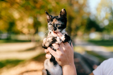 Little furry purebred pussycat portrait. Owner holding small kitten on autumn abstract background. Lovely cat with funny muzzle in woman hands looking around. Girl with her beloved pet playing outdoor