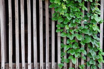 ivy on wood fence background