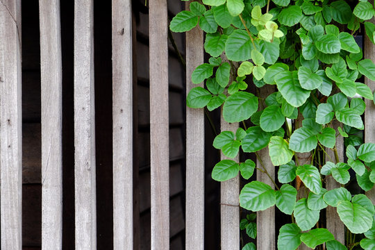 ivy on wood fence background