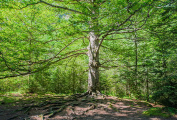 Obraz premium Large tree in the middle of the forest in the Ordesa National Park, Spain. Lanscape with waterfall.