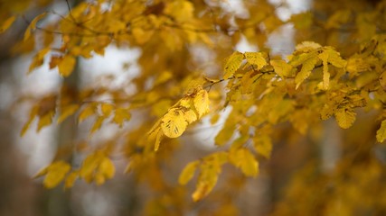 Autumn colored background of leaves and trees.