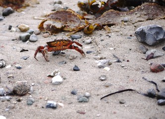 Crab crawling on beach