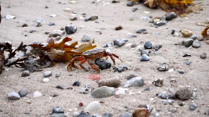 Crab crawling on beach