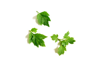 White Mugwort on white background