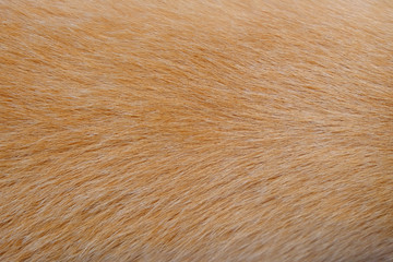 dog hair