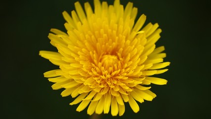 Dandelion macro close up