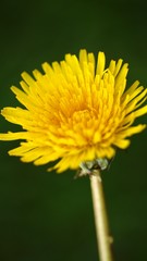 Dandelion macro close up