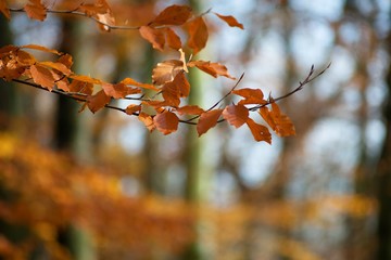 Autumn colored background of leaves and trees.