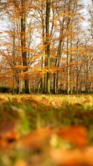 Fototapeta premium Autumn colored background of leaves and trees.
